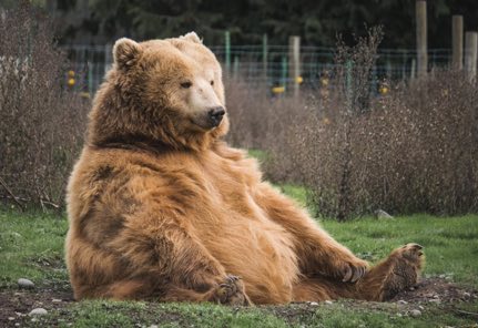 bear6. that's all that needs to be said for those who will be viewing this site while its still so unfinished